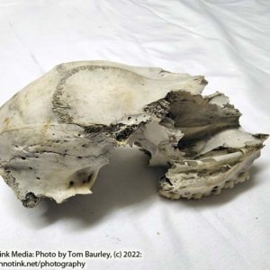 Partial Deer Skull 8" x 4" x 3", Missing Jaw and eye sockets, snout - Image 6
