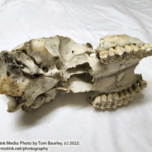 Partial Deer Skull 8" x 4" x 3", Missing Jaw and eye sockets, snout - Image 7