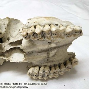 Partial Deer Skull 8" x 4" x 3", Missing Jaw and eye sockets, snout - Image 8