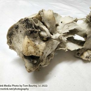 Partial Deer Skull 8" x 4" x 3", Missing Jaw and eye sockets, snout - Image 9