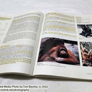 Used Introduction to Physical Anthropology, 4th Edition Textbook Harry Nelson/Robert Jurmain - Image 5