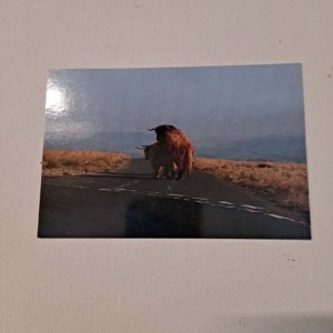 Photo Postcard of Humping Heffer in Yorkshire Dales, United Kingdom - Image 2