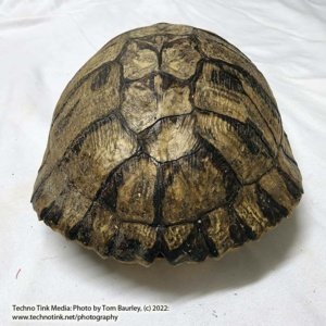 Complete Turtle Shell 9" x 7" x 4" - Image 3