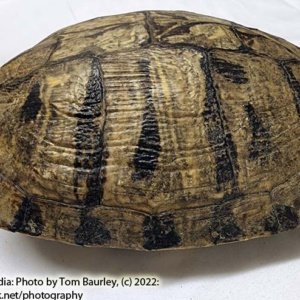 Complete Turtle Shell 9" x 7" x 4" - Image 4