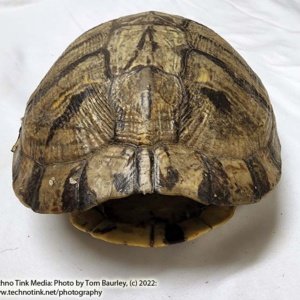 Complete Turtle Shell 9" x 7" x 4" - Image 5