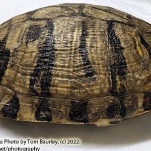 Complete Turtle Shell 9" x 7" x 4" - Image 6