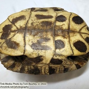 Complete Turtle Shell 9" x 7" x 4" - Image 7