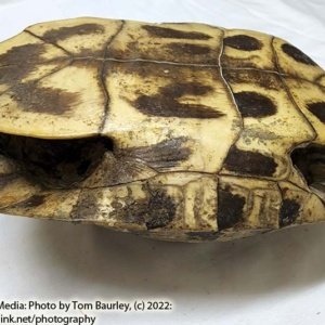 Complete Turtle Shell 9" x 7" x 4" - Image 8