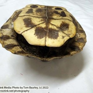Complete Turtle Shell 9" x 7" x 4" - Image 9