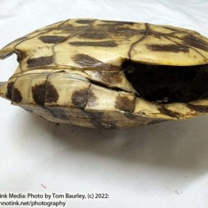 Complete Turtle Shell 9" x 7" x 4" - Image 10