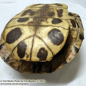 Complete Turtle Shell 9" x 7" x 4" - Image 11