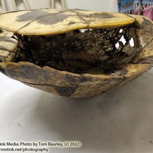 Complete Turtle Shell 9" x 7" x 4" - Image 13