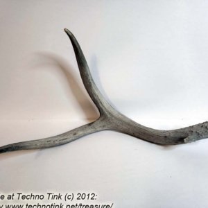 Branched Deer Antler - 2 Branch Y with small tine at base - Image 2