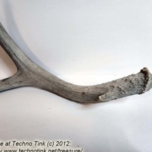 Branched Deer Antler - 2 Branch Y with small tine at base - Image 5
