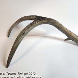 Branched Deer Antler - 2 Branch Y with small tine at base - Image 6