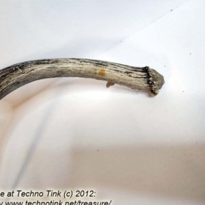 Branched Deer Antler - 2 Branch Y with small tine at base - Image 8