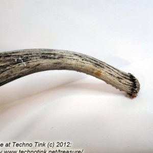 Branched Deer Antler - 2 Branch Y with small tine at base - Image 11