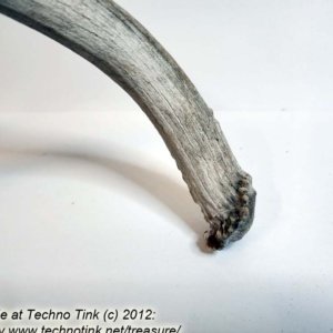 Branched Deer Antler - 2 Branch Y - Image 3