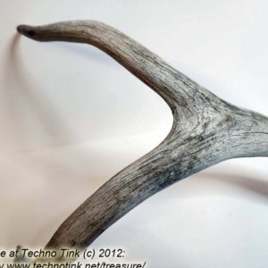 Branched Deer Antler - 2 Branch Y - Image 6