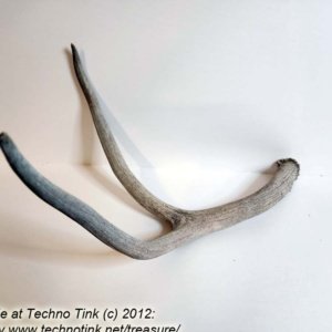 Branched Deer Antler - 2 Branch Y - Image 7