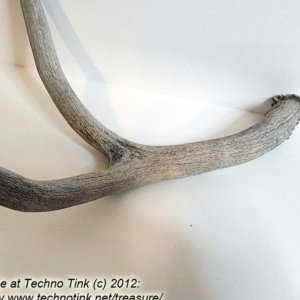 Branched Deer Antler - 2 Branch Y - Image 8