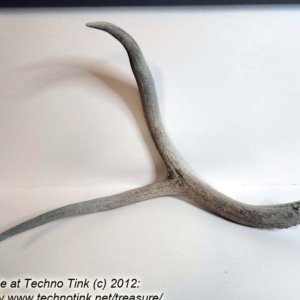 Branched Deer Antler - 2 Branch Y - Image 9