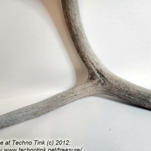 Branched Deer Antler - 2 Branch Y - Image 11