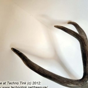 Branched Deer Antler - 3 Branch Y - Image 9