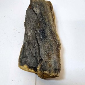 Small Raw piece of Yellowish-tan colored Petrified Wood measuring 7"x2"x1" - Image 5