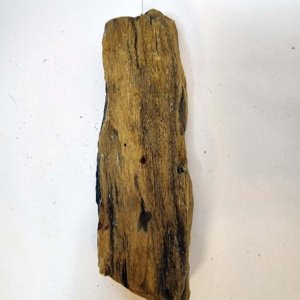Small Raw piece of Yellowish-tan colored Petrified Wood measuring 7"x2"x1" - Image 7