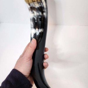 Steer horn 12 inch average  - Viking Drinking Horn - Image 5