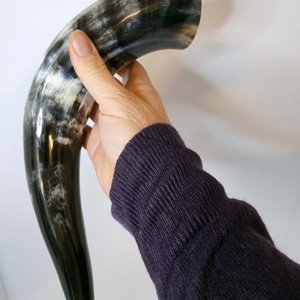 Steer horn 12 inch average  - Viking Drinking Horn - Image 14