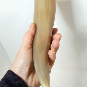Buffalo Pirate - Medieval - Viking Drinking Horn average 10 inch (HR100-10T) - Image 6