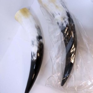 Pair of Steer Viking Drinking Horns 16x3x3 inch   1 pair (HR100-13SP) - Image 3