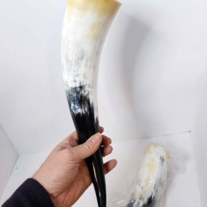Pair of Steer Viking Drinking Horns 16x3x3 inch   1 pair (HR100-13SP) - Image 5