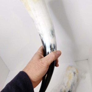Pair of Steer Viking Drinking Horns 16x3x3 inch   1 pair (HR100-13SP) - Image 6