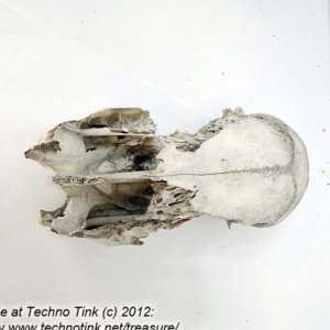 Partial Deer Skull 7" x 4" x 3" - Image 2