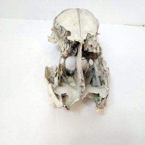 Partial Deer Skull 7" x 4" x 3" - Image 3