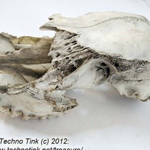 Partial Deer Skull 7" x 4" x 3" - Image 4