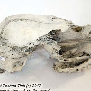 Partial Deer Skull 7" x 4" x 3" - Image 5