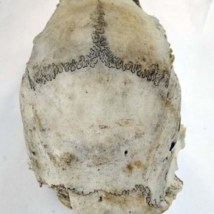 Partial Deer Skull 7" x 4" x 3" - Image 6