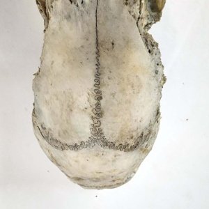 Partial Deer Skull 7" x 4" x 3" - Image 7