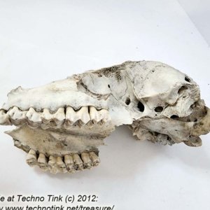 Partial Deer Skull 7" x 4" x 3" - Image 9