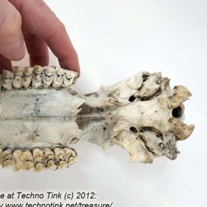 Partial Deer Skull 7" x 4" x 3" - Image 10