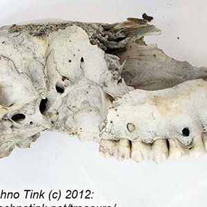 Partial Deer Skull 7" x 4" x 3" - Image 11