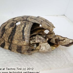 Fractured Turtle Shell pieces 9" x 7" x 4" - Image 3