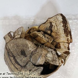 Fractured Turtle Shell pieces 9" x 7" x 4" - Image 4