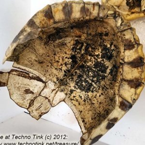 Fractured Turtle Shell pieces 9" x 7" x 4" - Image 8