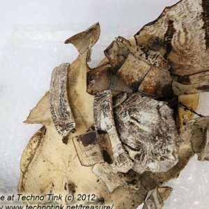 Fractured Turtle Shell pieces 9" x 7" x 4" - Image 9