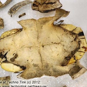 Fractured Turtle Shell pieces 9" x 7" x 4" - Image 11